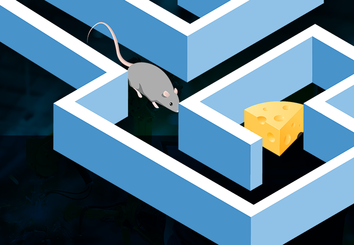 mouse in maze